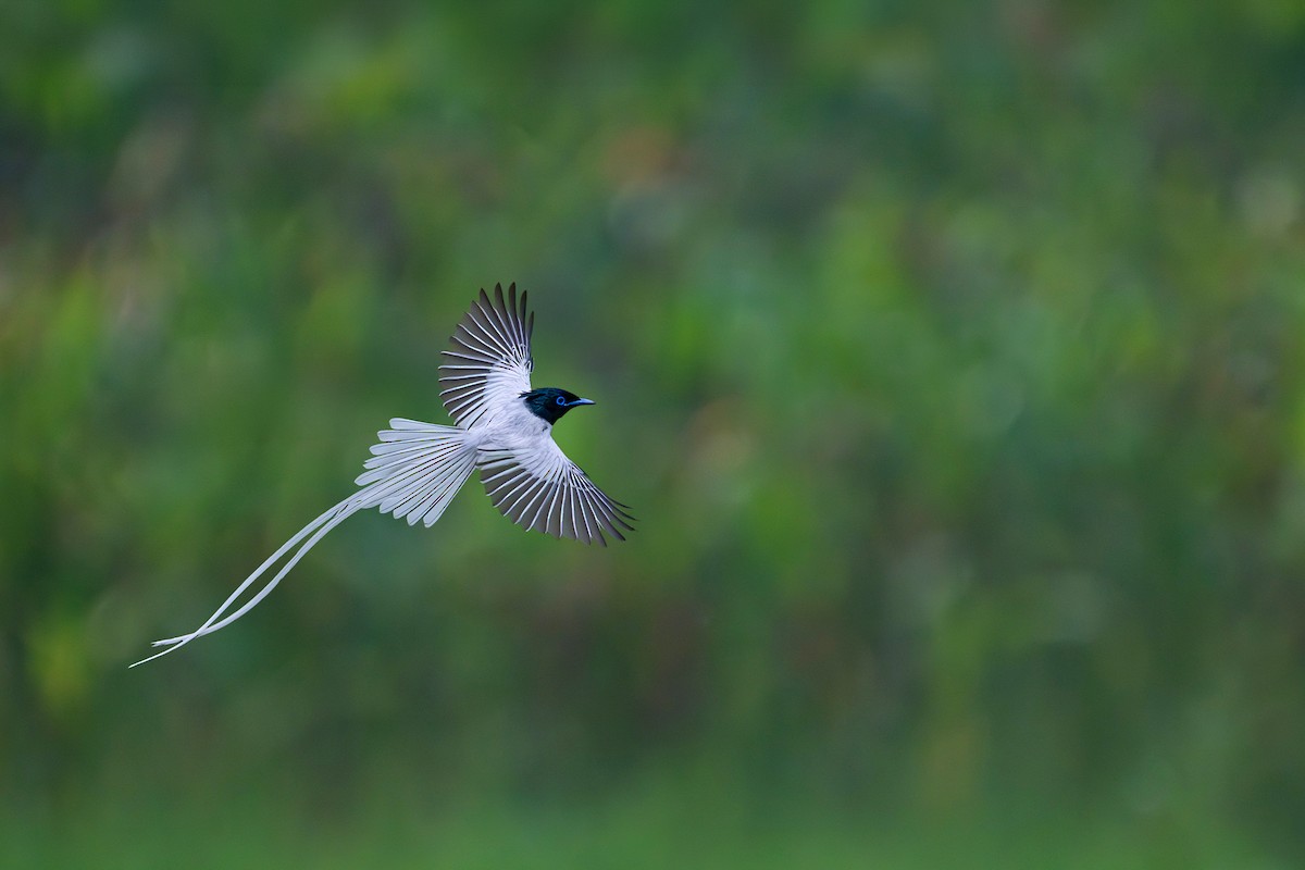 Indian Paradise-Flycatcher - ML659556358