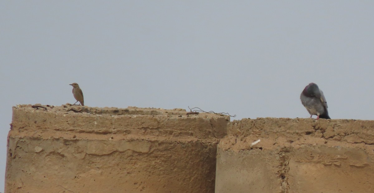 Rock Pigeon (Feral Pigeon) - ML659556367