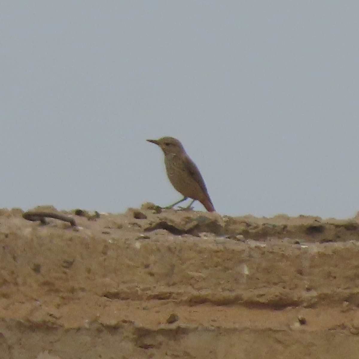 Rufous-tailed Rock-Thrush - ML659556387