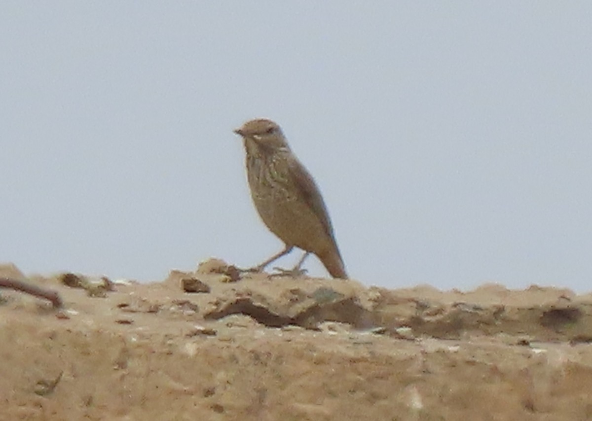 Rufous-tailed Rock-Thrush - ML659556388