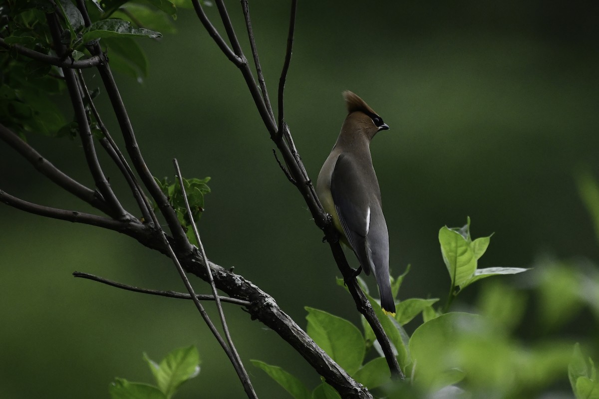 Cedar Waxwing - ML659556587
