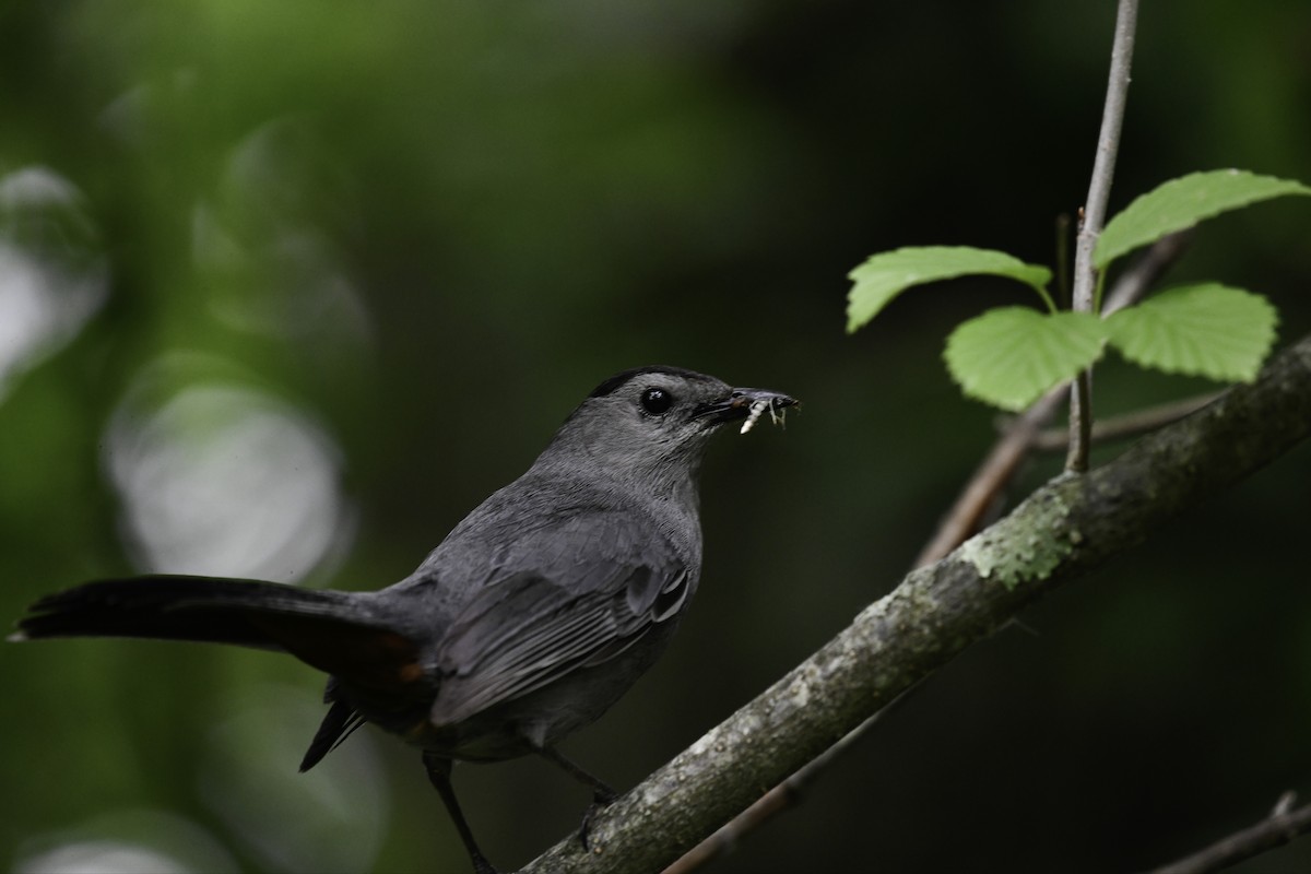 Gray Catbird - ML659556610
