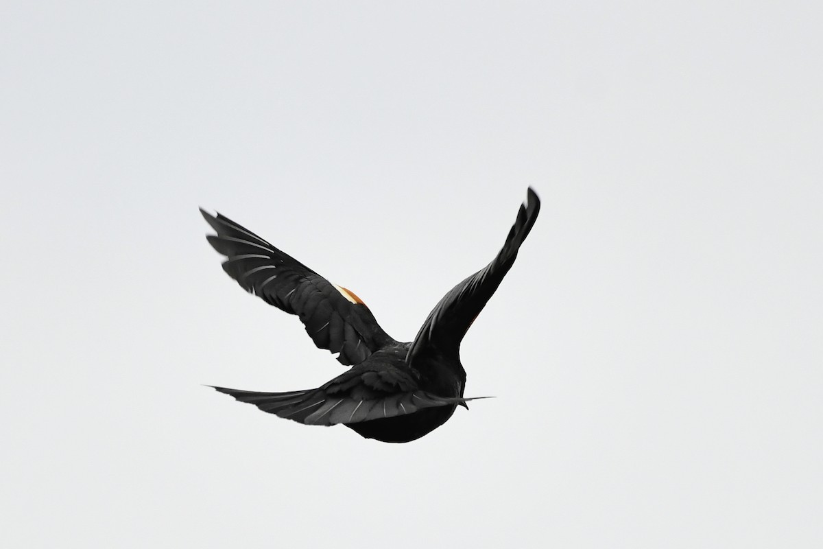 Red-winged Blackbird - ML659556621