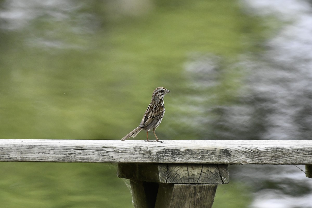 Song Sparrow - ML659556664