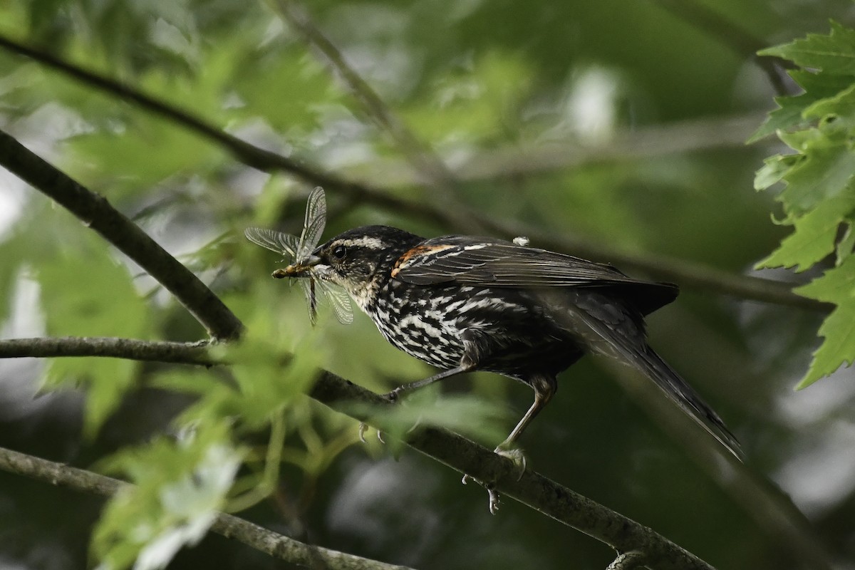 Red-winged Blackbird - ML659556671