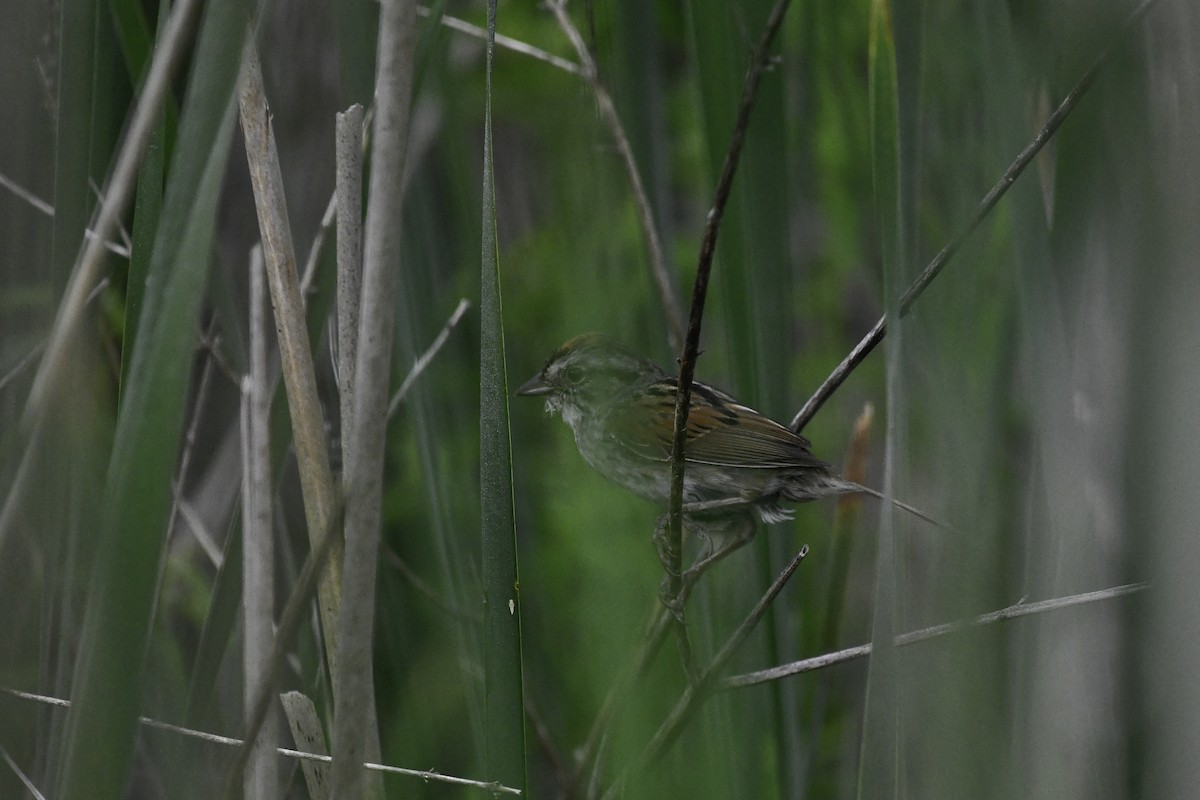 Swamp Sparrow - ML659556682