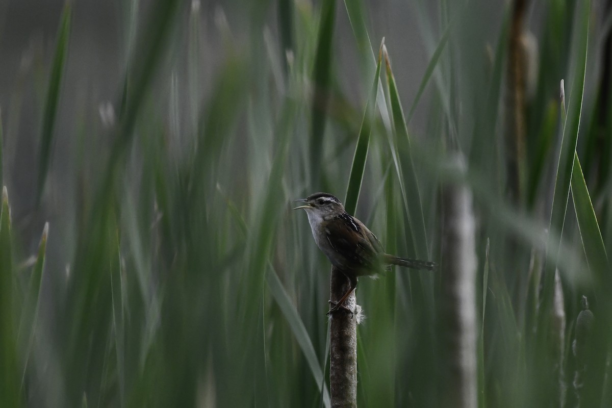 Marsh Wren - ML659556707