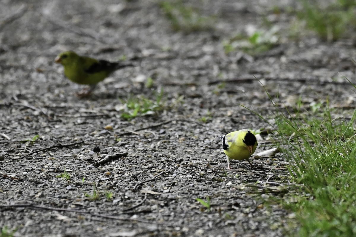 American Goldfinch - ML659556715