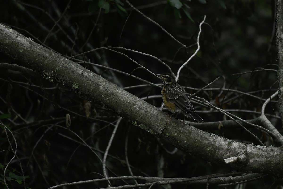 American Robin - ML659556726