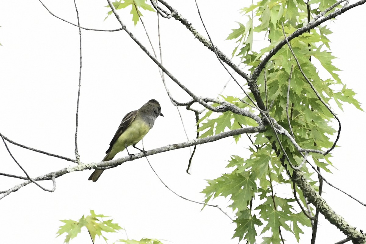 Great Crested Flycatcher - ML659556743