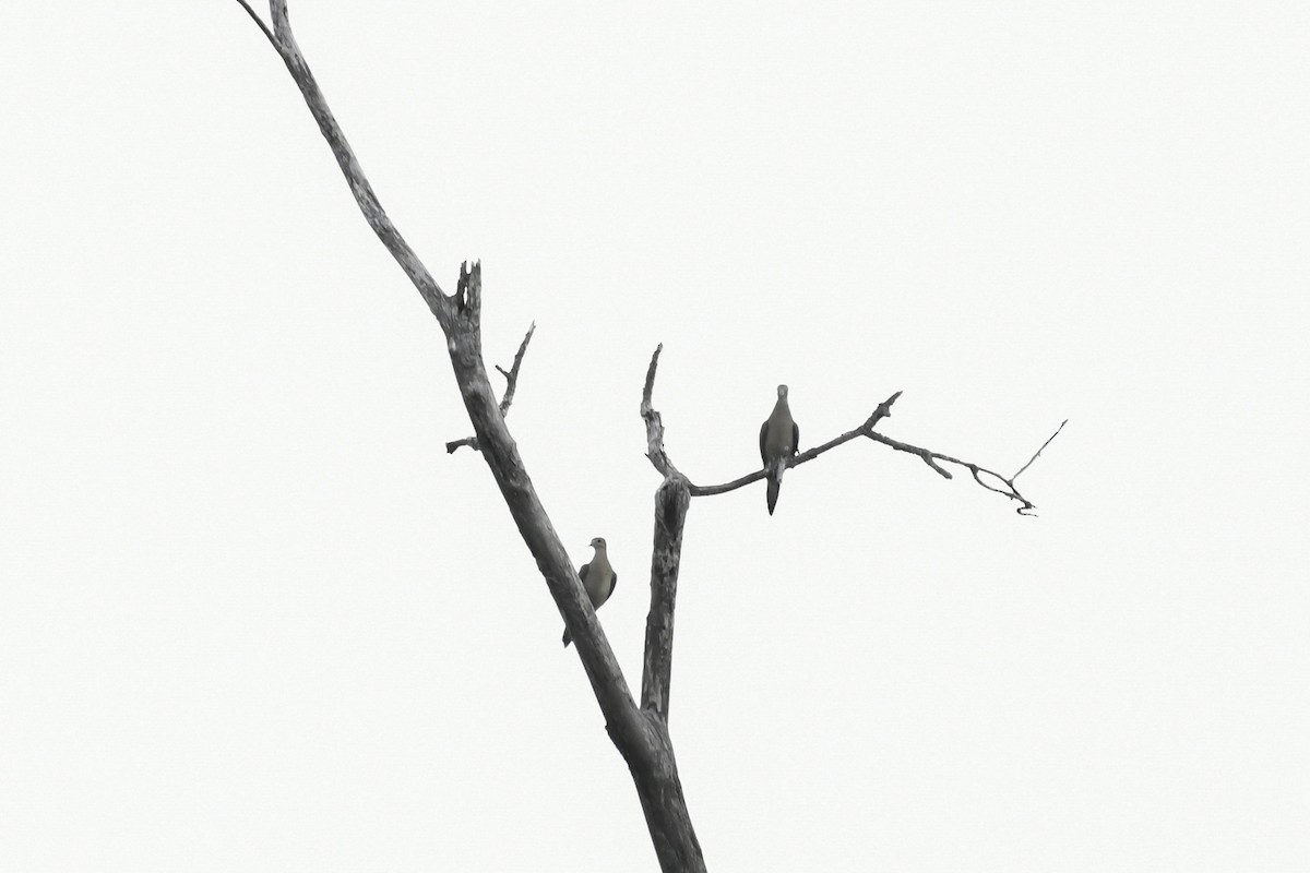 Mourning Dove - ML659556758