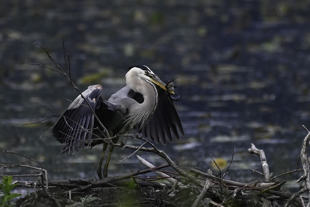 Great Blue Heron - ML659556794