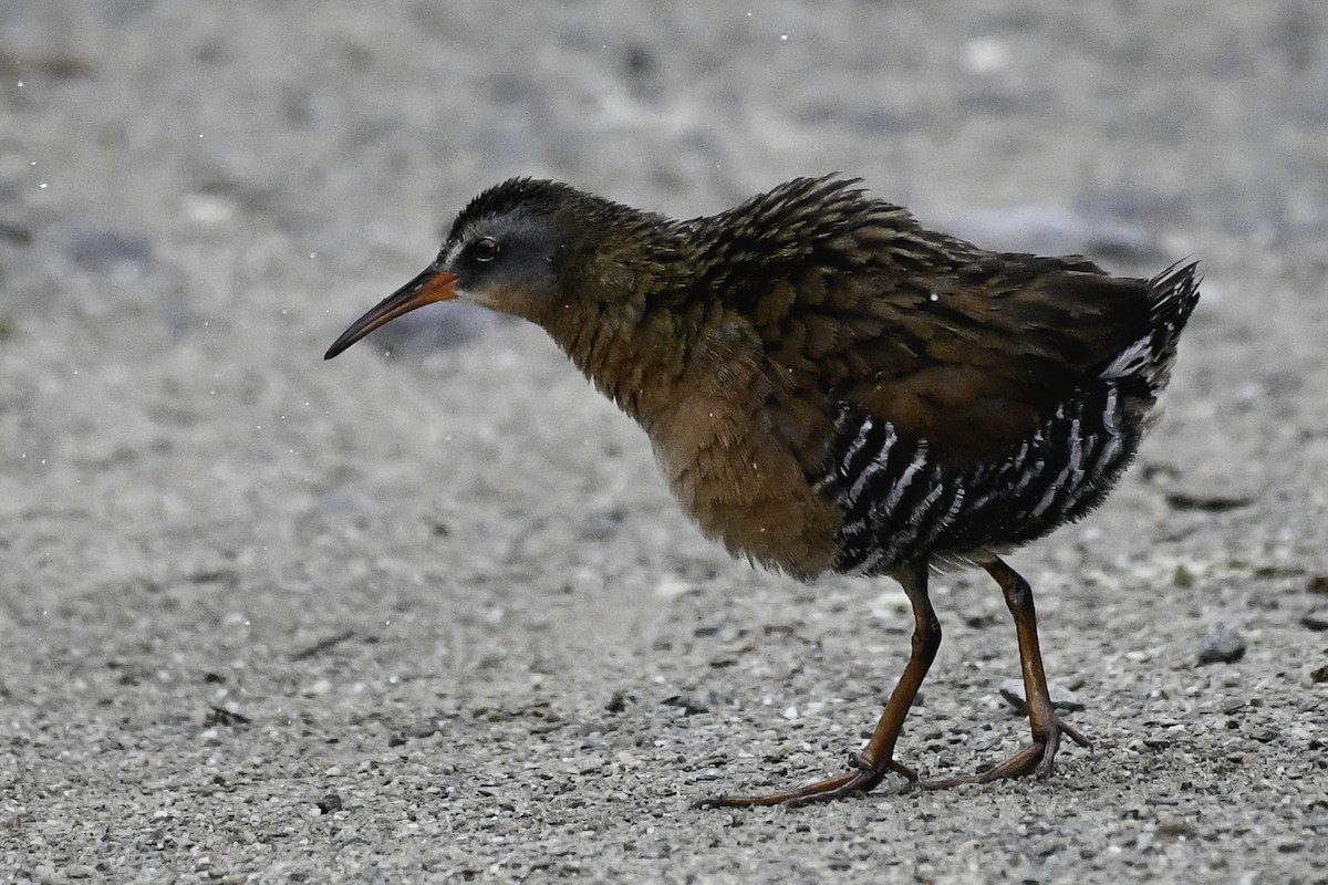 Virginia Rail - ML659556813