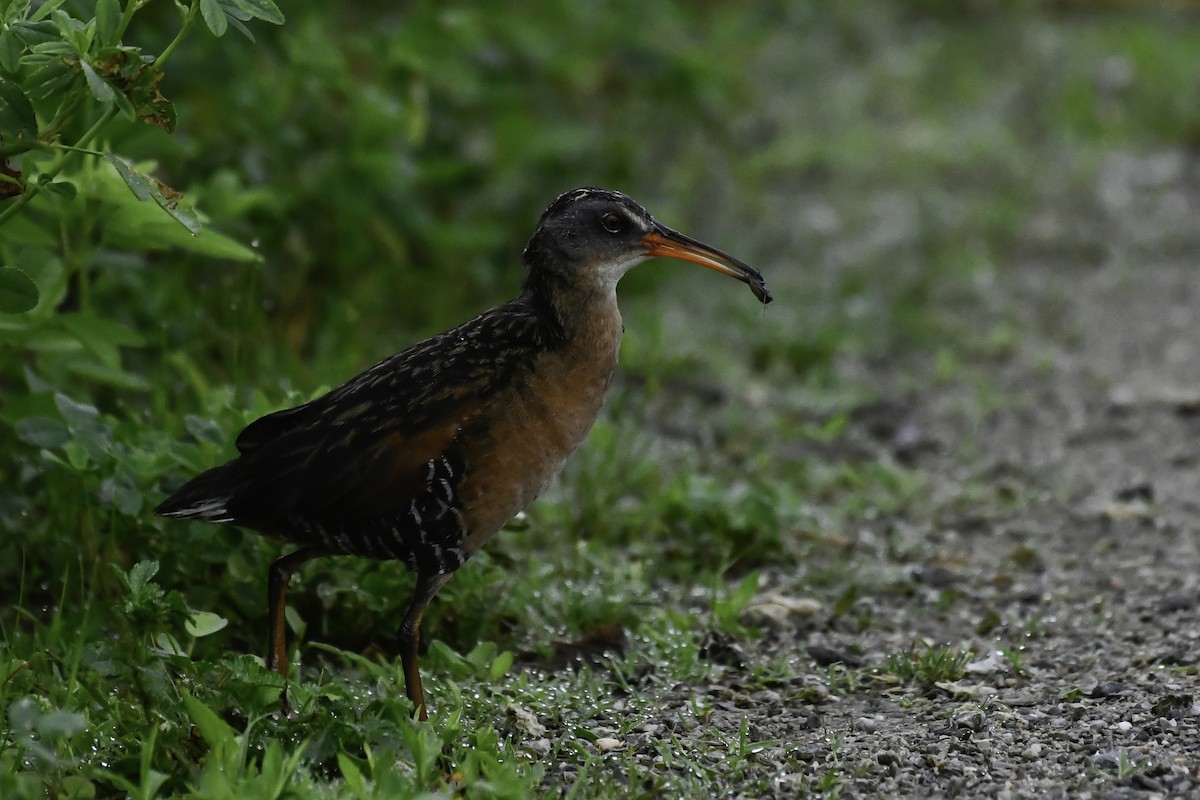 Virginia Rail - ML659556816