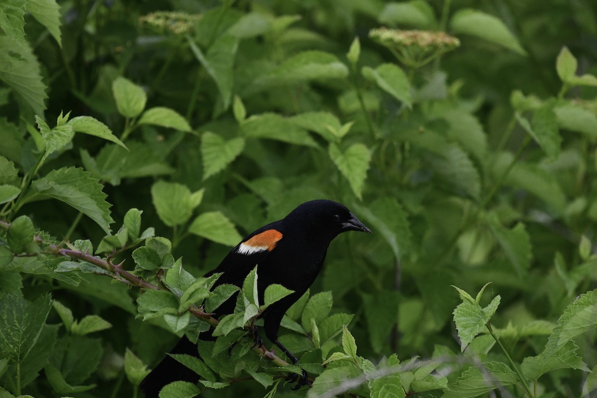 Red-winged Blackbird - ML659556864