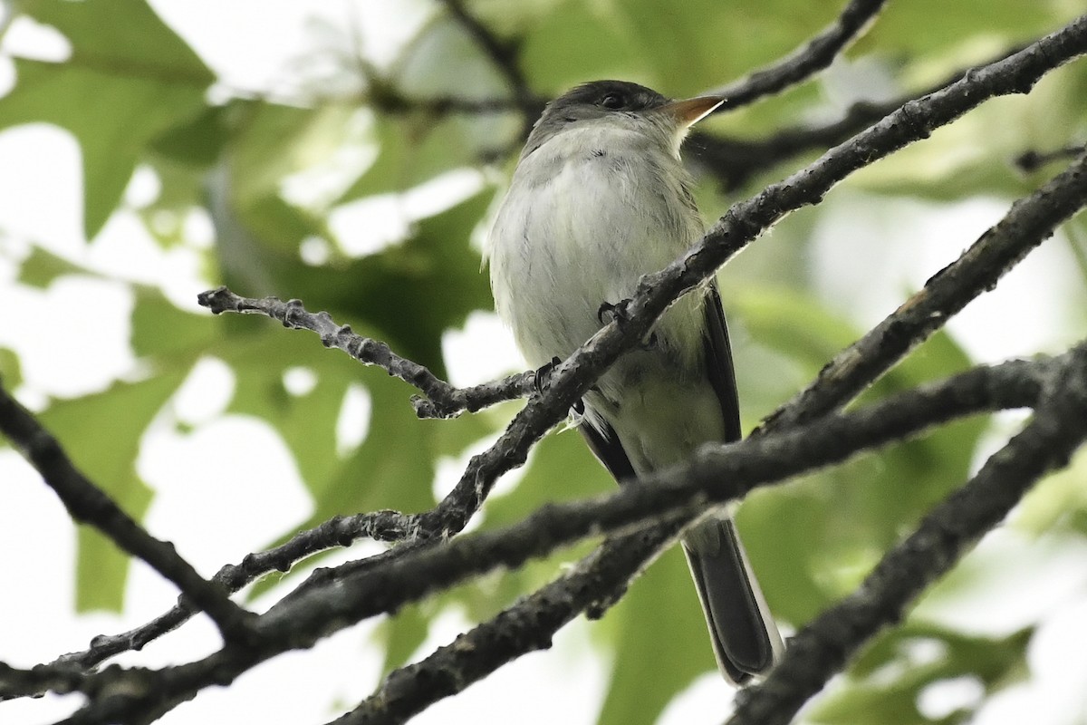 Willow Flycatcher - ML659556873