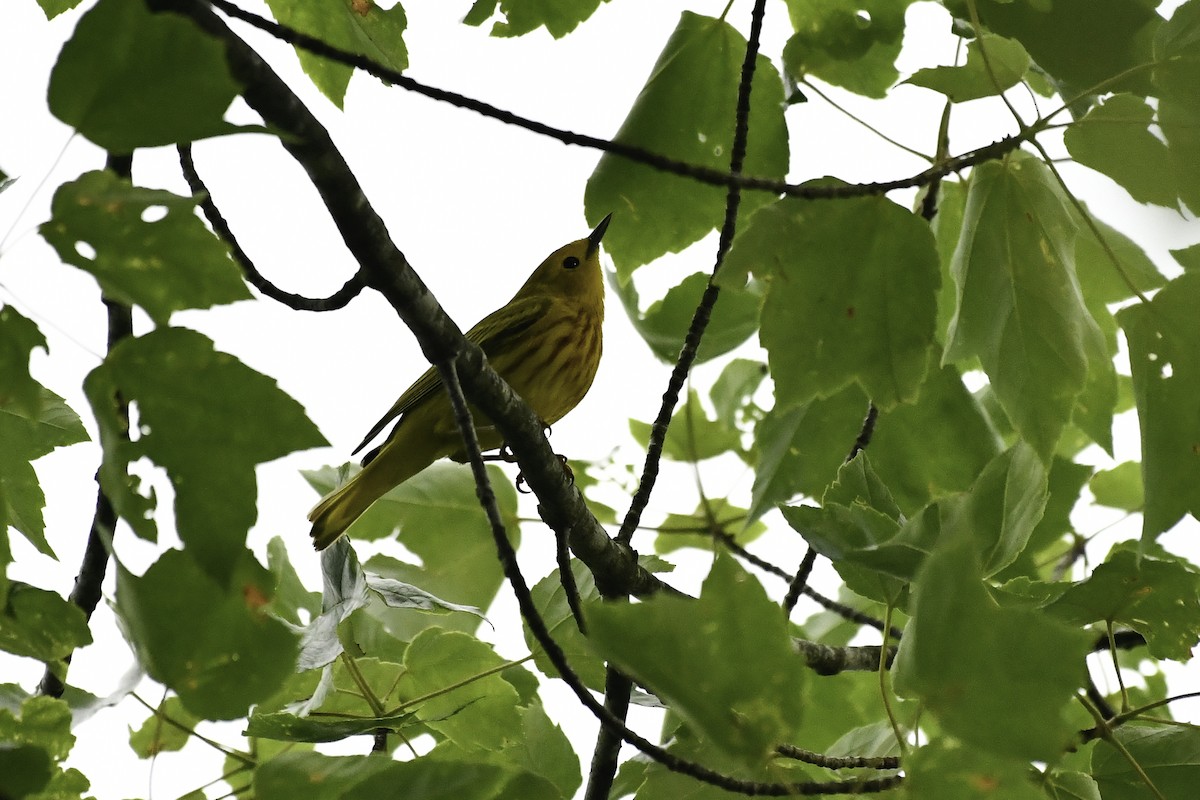 Northern Yellow Warbler - ML659556888
