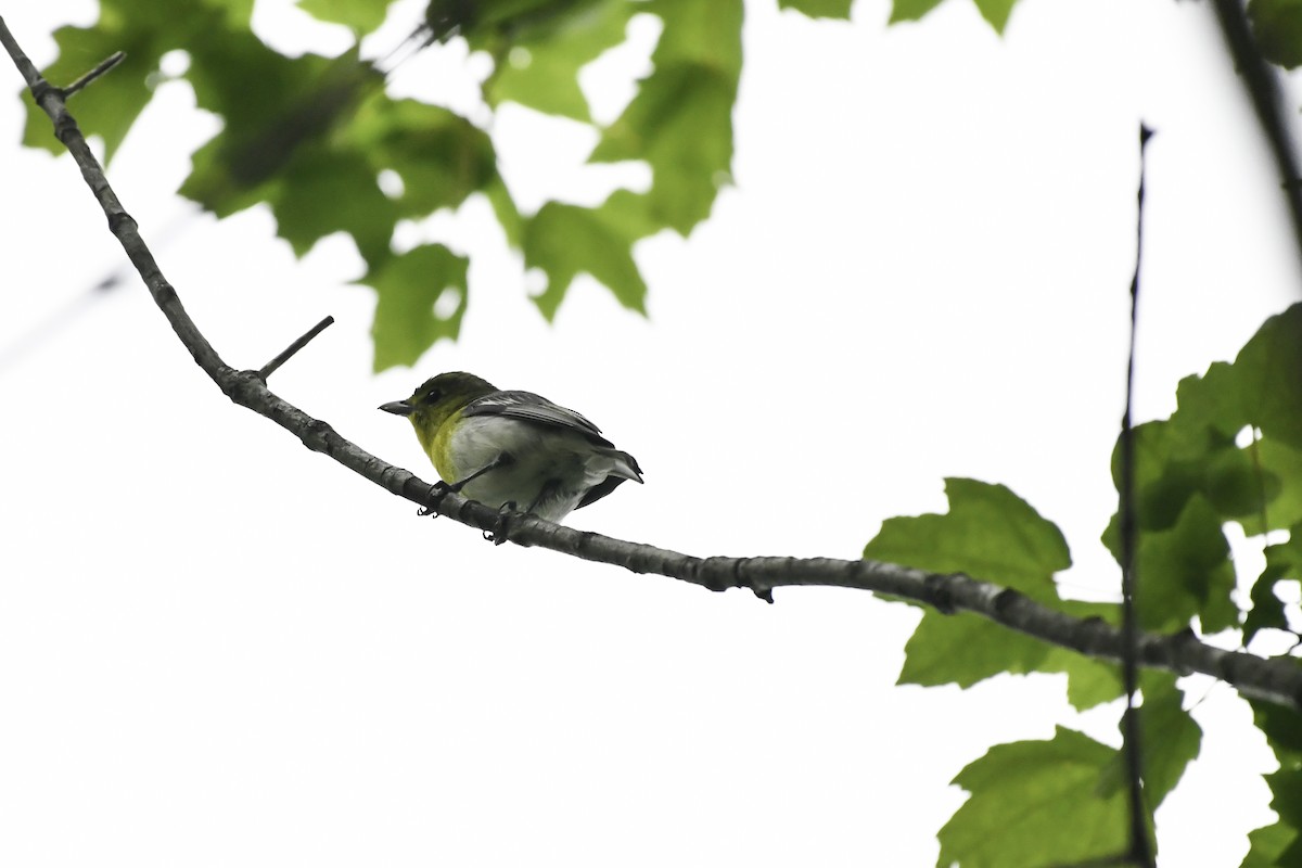 Yellow-throated Vireo - ML659556893