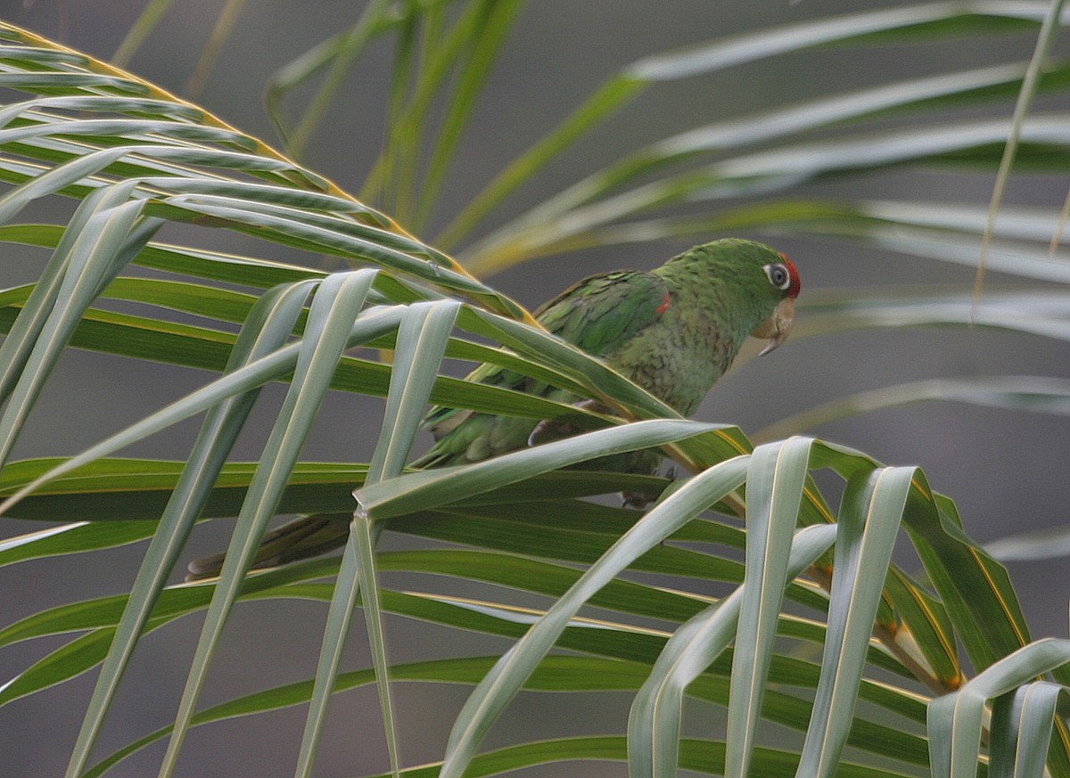 Mitred Parakeet - ML659556921