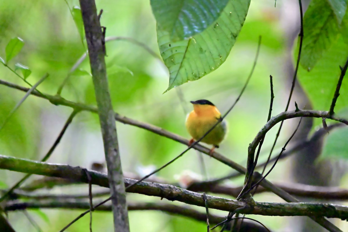 Orange-collared Manakin - ML659557593