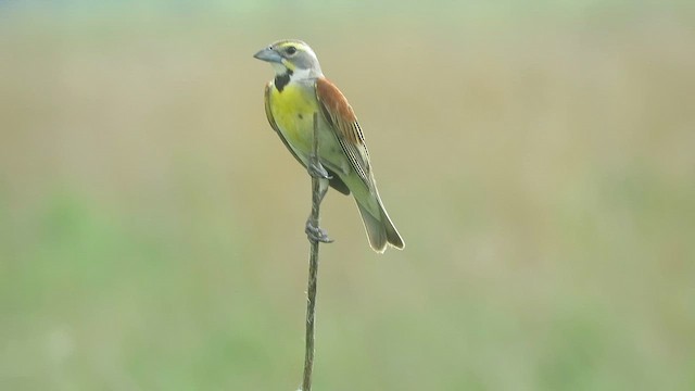 Лускун - ML659558045