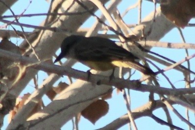 Tropical Kingbird - ML659558319