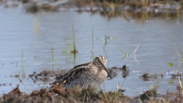 Баранець американський - ML659558361