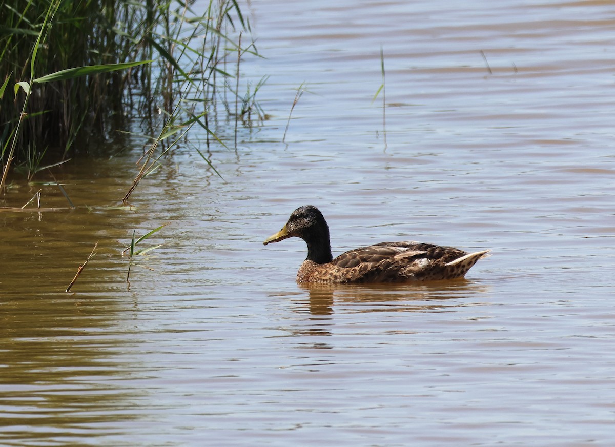 Mallard - ML659558840
