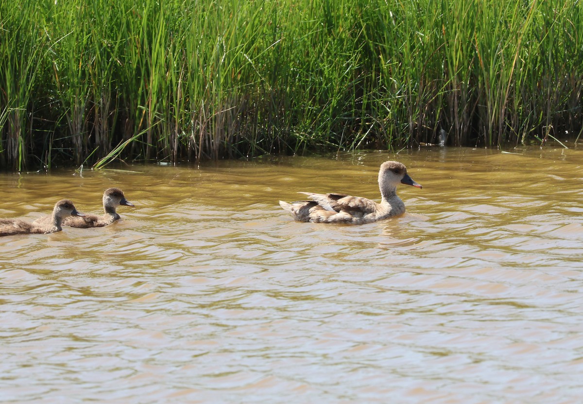 Red-crested Pochard - ML659558846