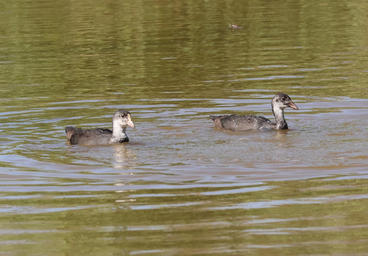 Eurasian Coot - ML659558861