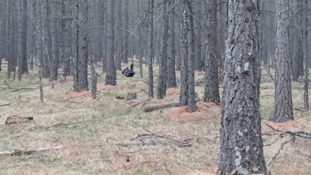Глушець чорнодзьобий - ML659558891