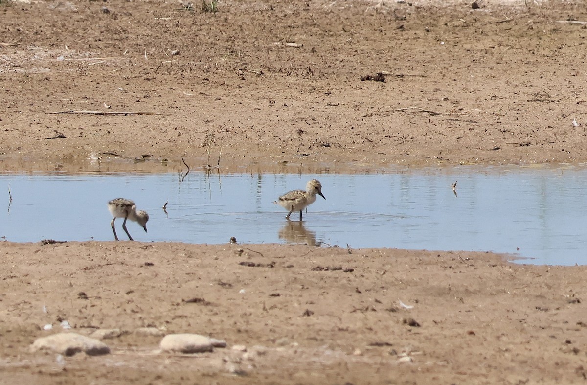Black-winged Stilt - ML659558927