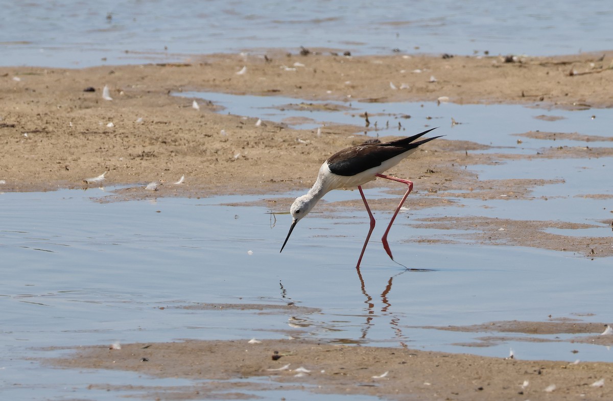 Black-winged Stilt - ML659558928