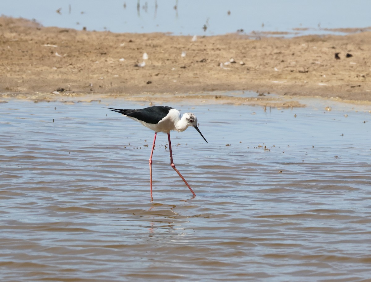 Black-winged Stilt - ML659558929