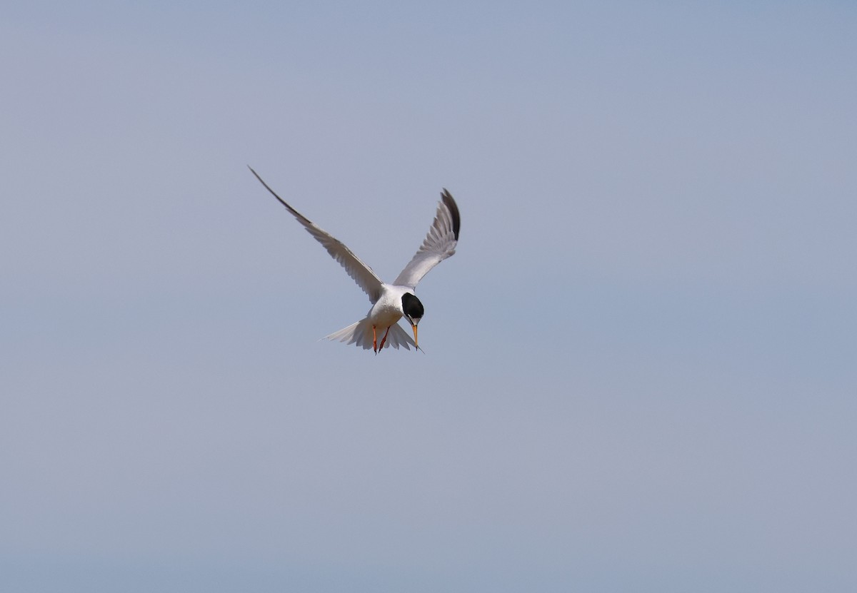Little Tern - ML659559002