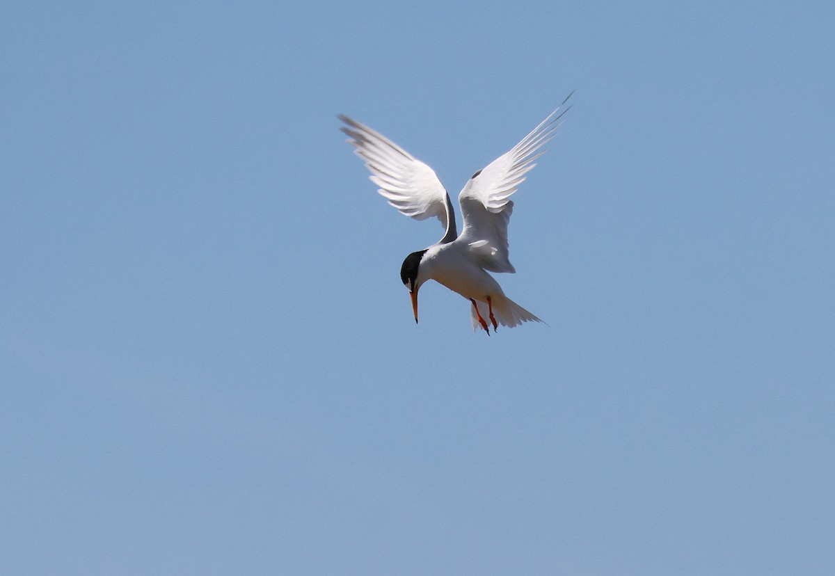 Little Tern - ML659559003