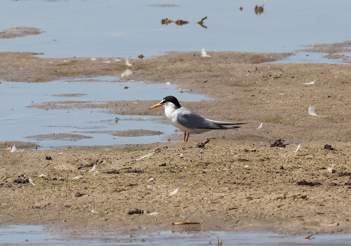 Little Tern - ML659559004