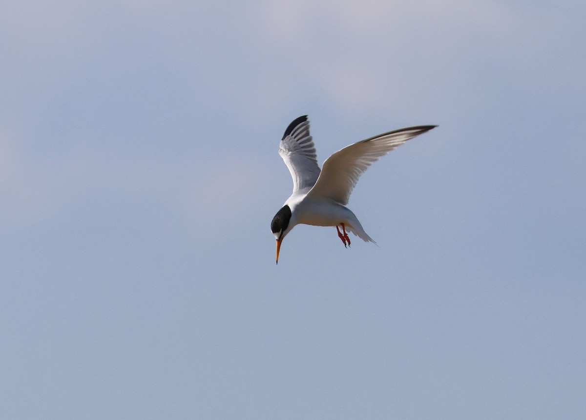 Little Tern - ML659559005