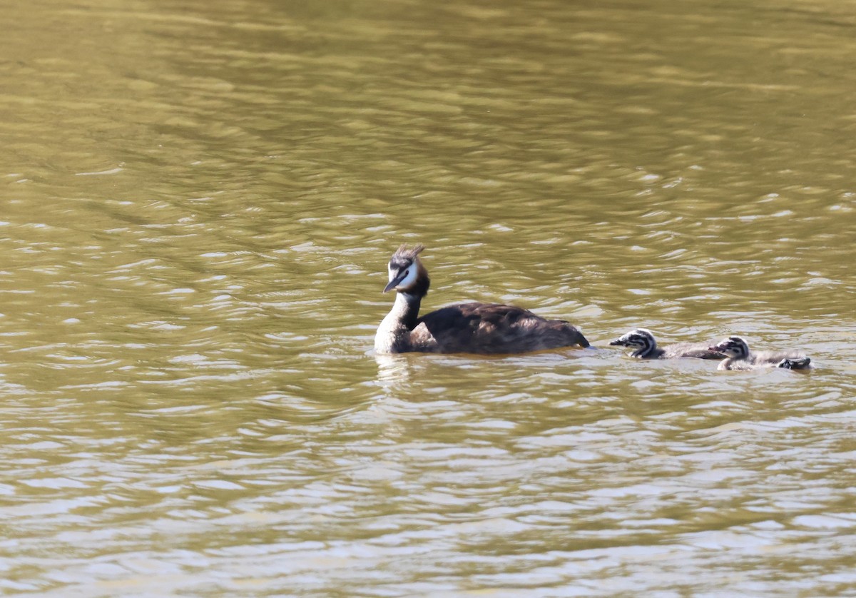 Great Crested Grebe - ML659559025