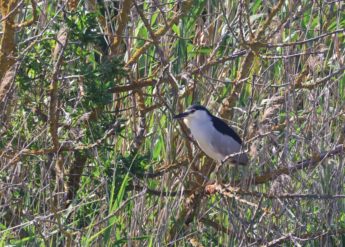 Black-crowned Night Heron - ML659559036