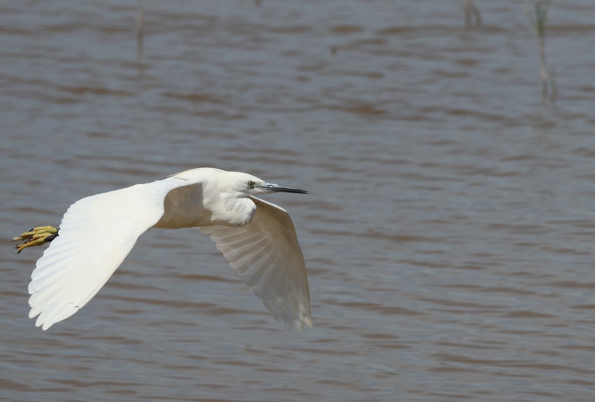 Little Egret - ML659559063