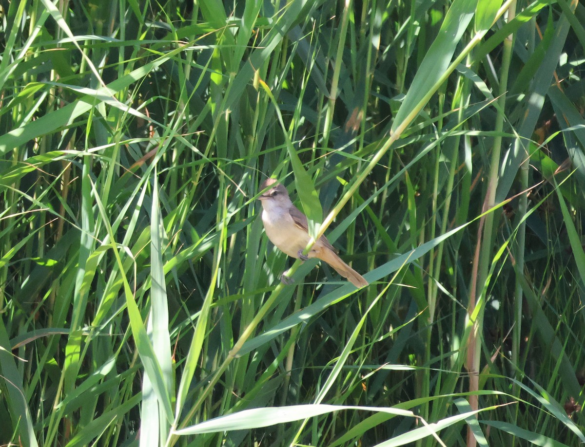 Great Reed Warbler - ML659559092