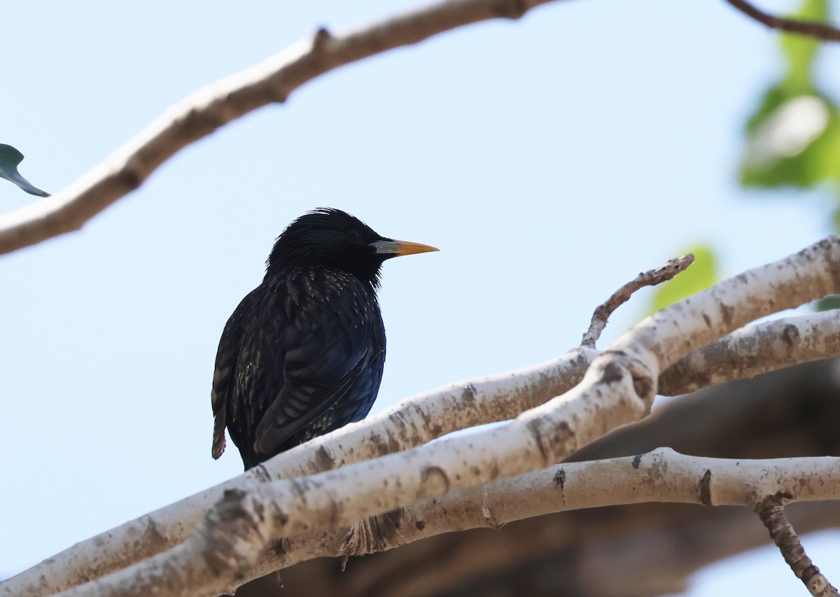 European Starling - ML659559098