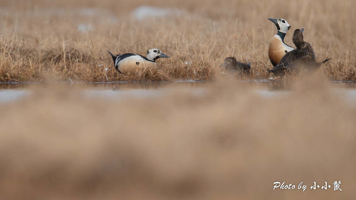 Steller's Eider - ML659559525