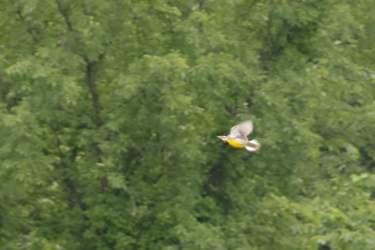 Eastern Meadowlark - ML659560606