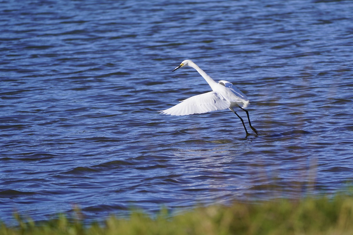 Snowy Egret - ML659561063