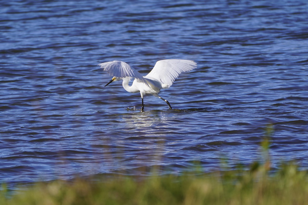 Snowy Egret - ML659561072