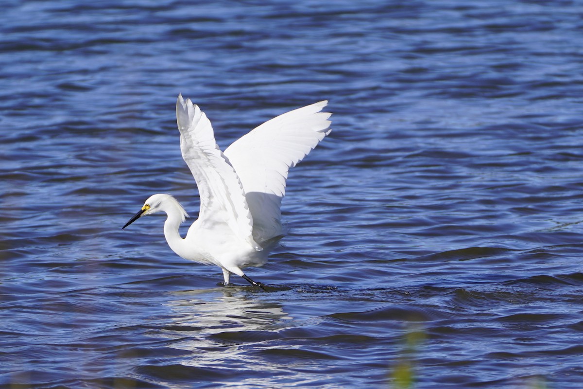 Snowy Egret - ML659561081