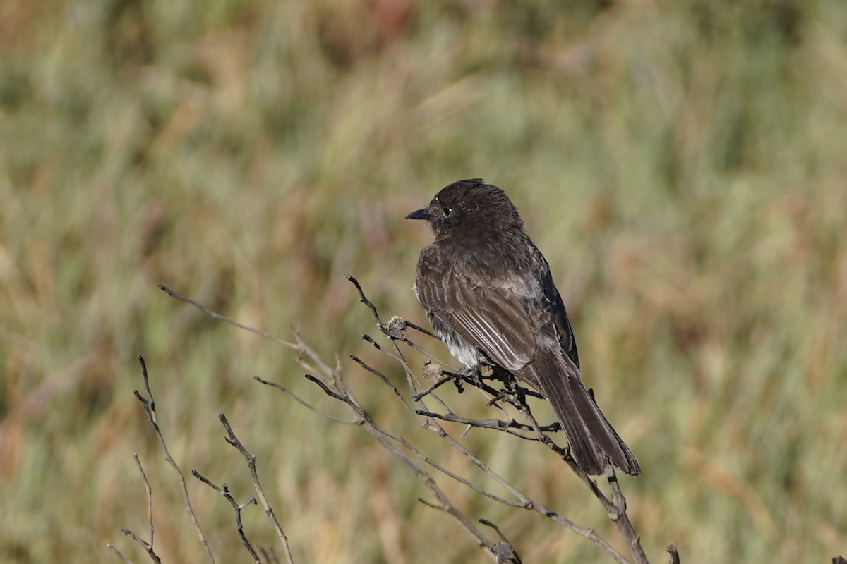 Black Phoebe - ML659561108