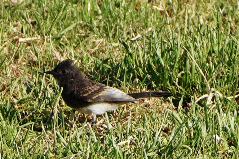 Black Phoebe - ML659561116